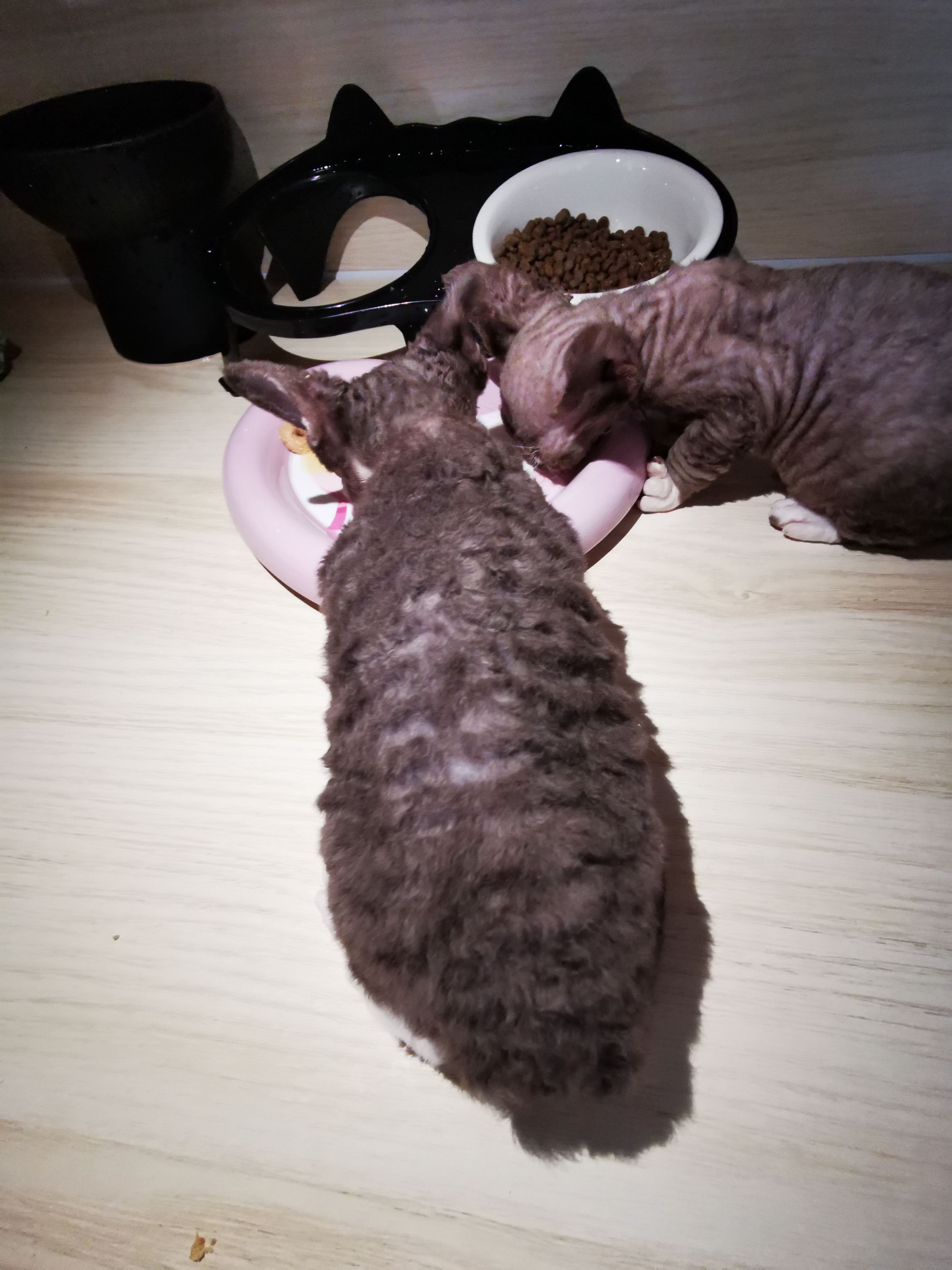 德文卷毛猫，一个妹妹，两个弟弟，一只3000